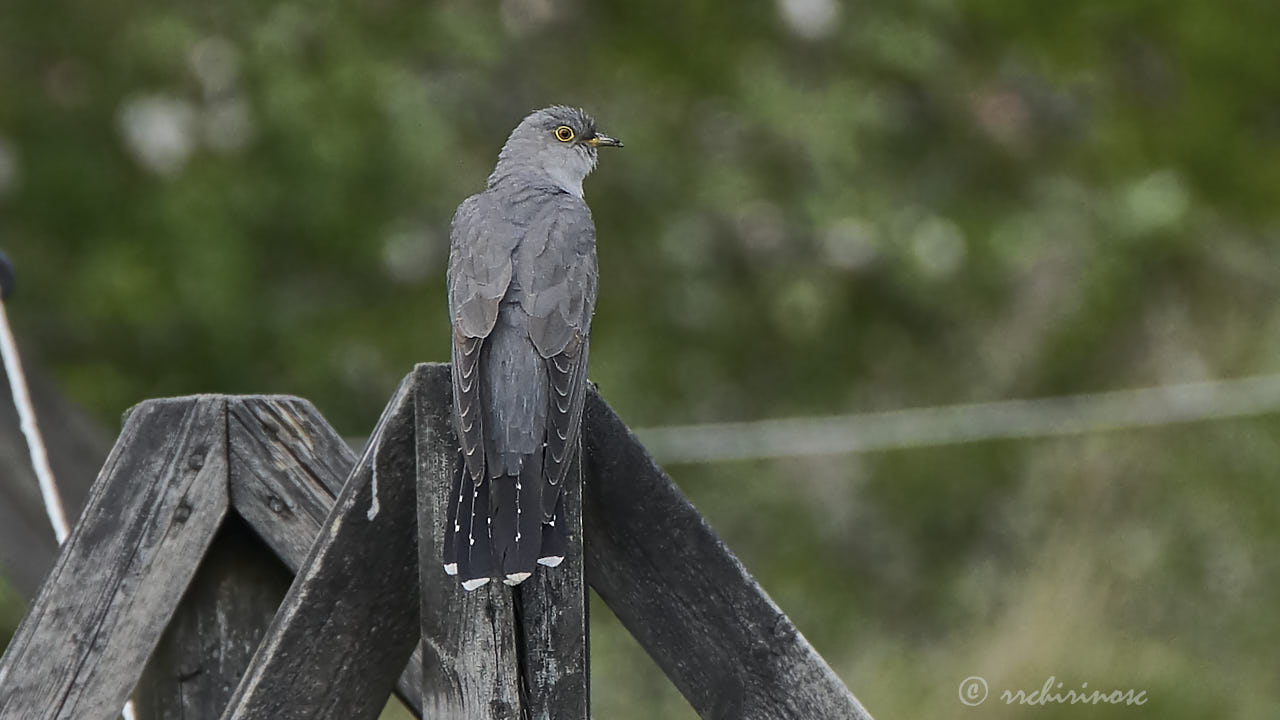 Common cuckoo