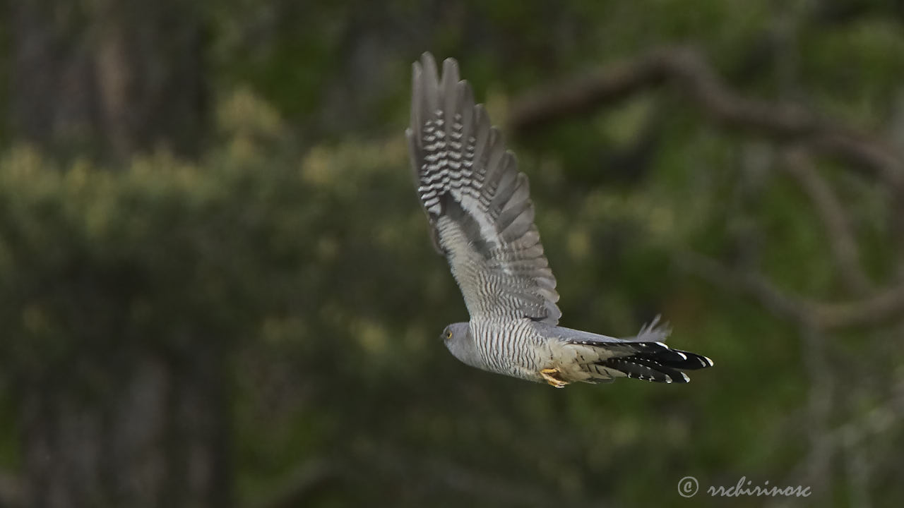 Common cuckoo