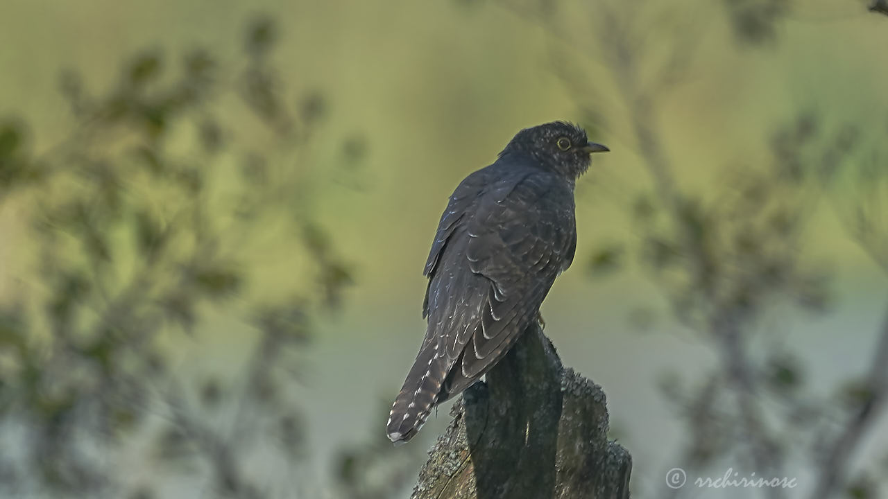 Common cuckoo