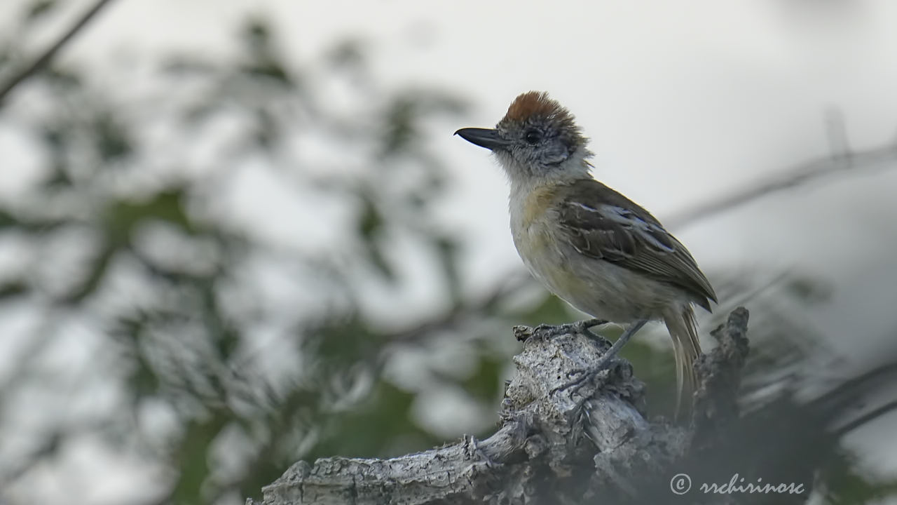 Marañon antshrike