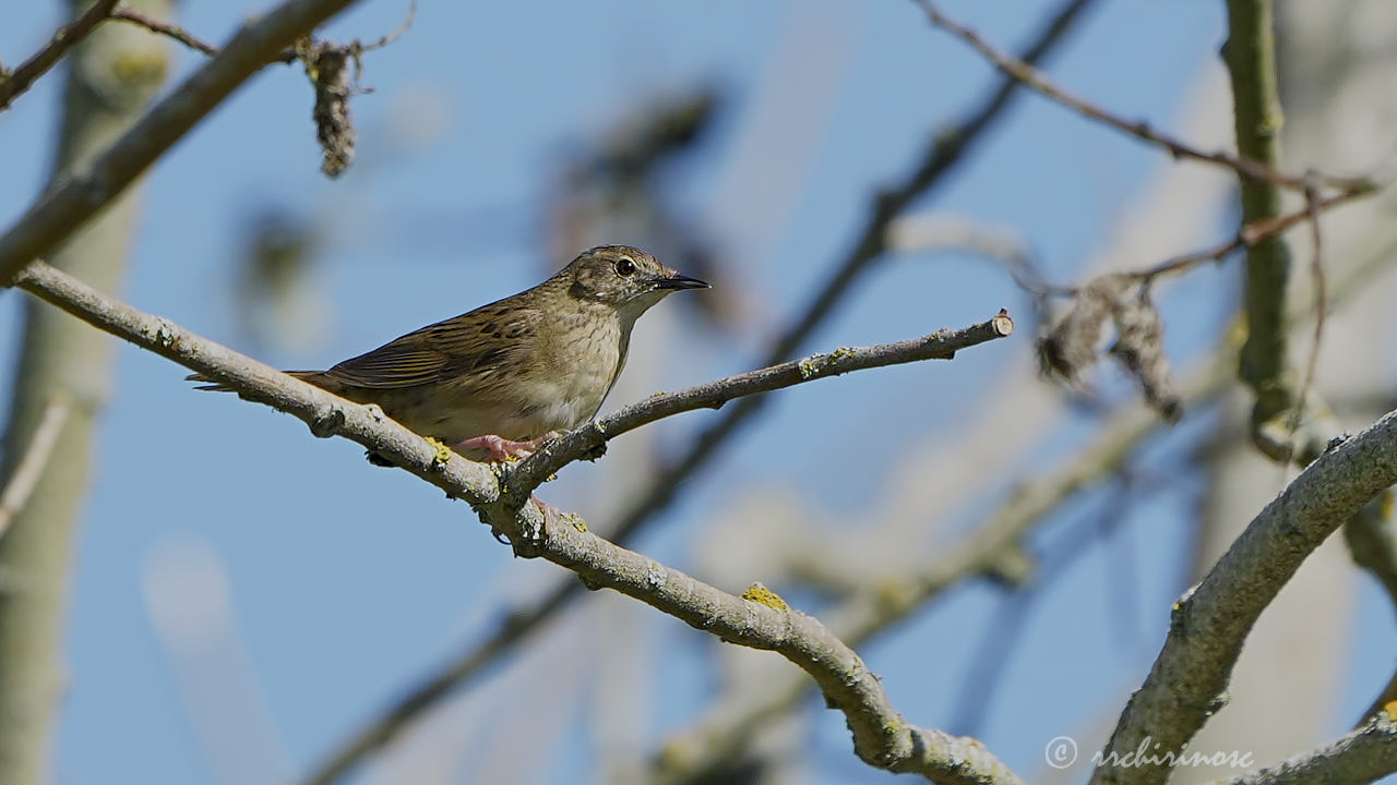 Common grasshopper warbler