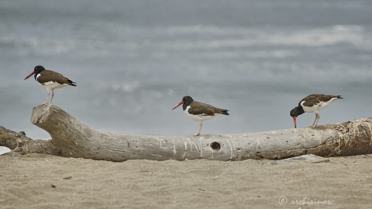 American oystercatcher