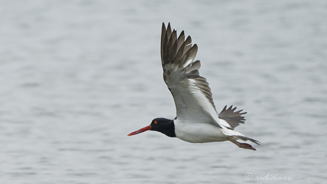 American oystercatcher