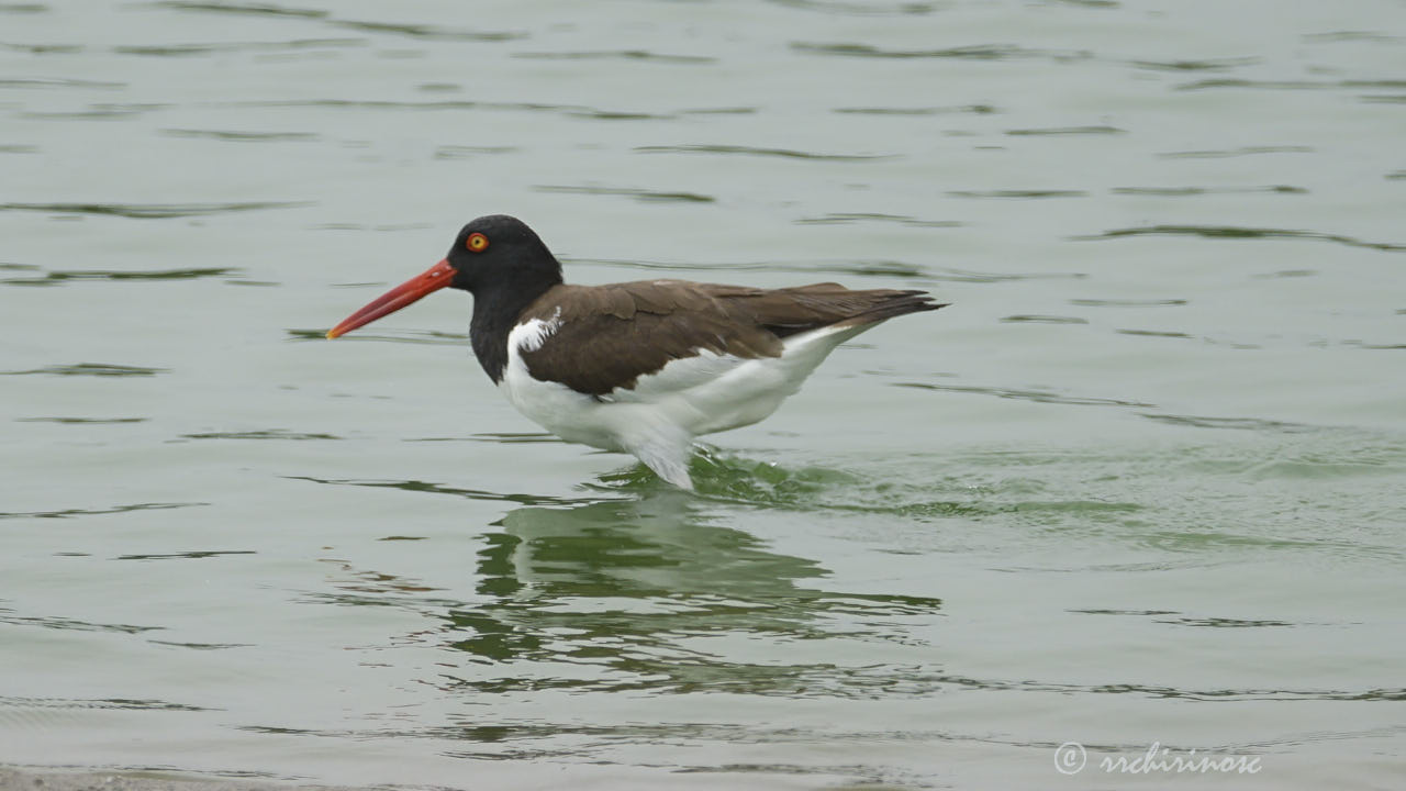 American oystercatcher