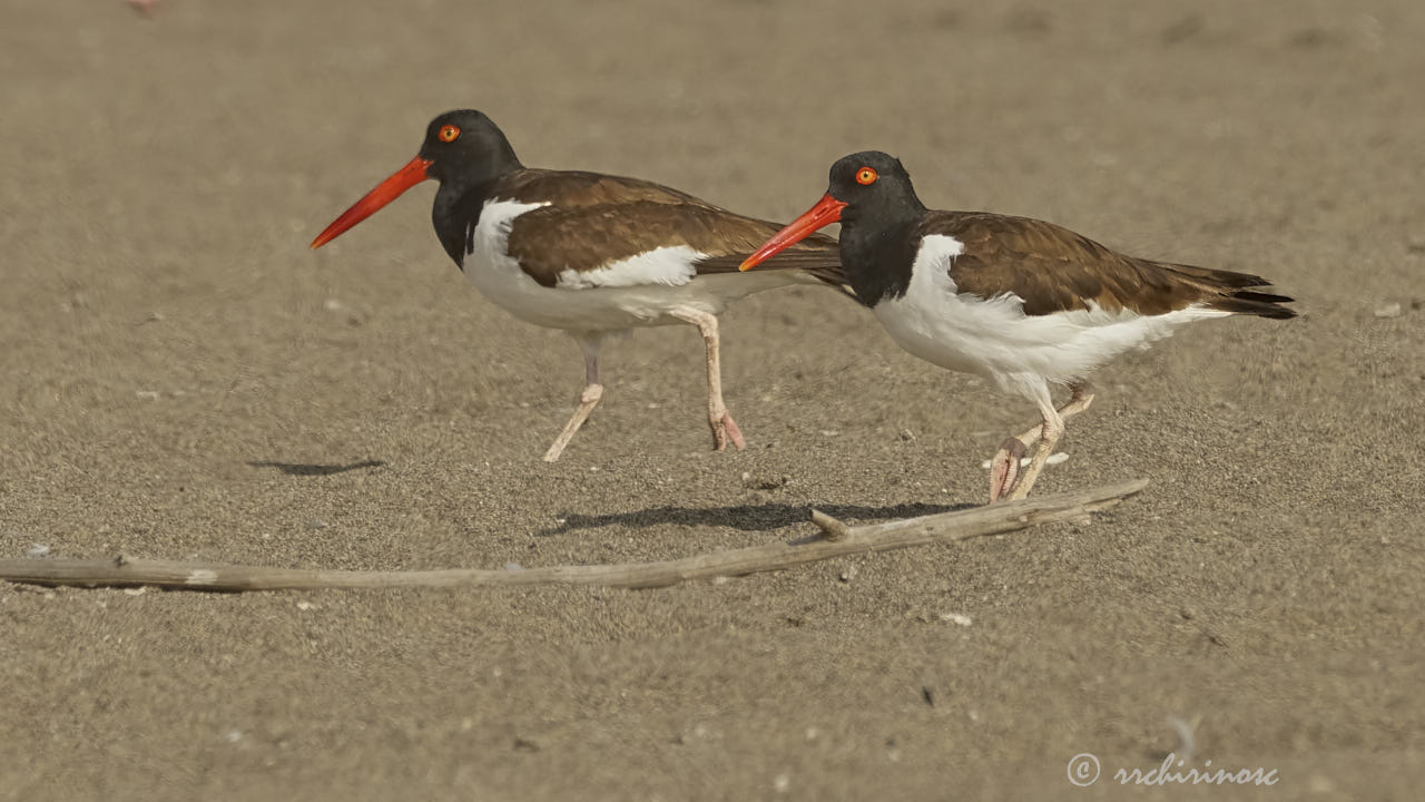 American oystercatcher