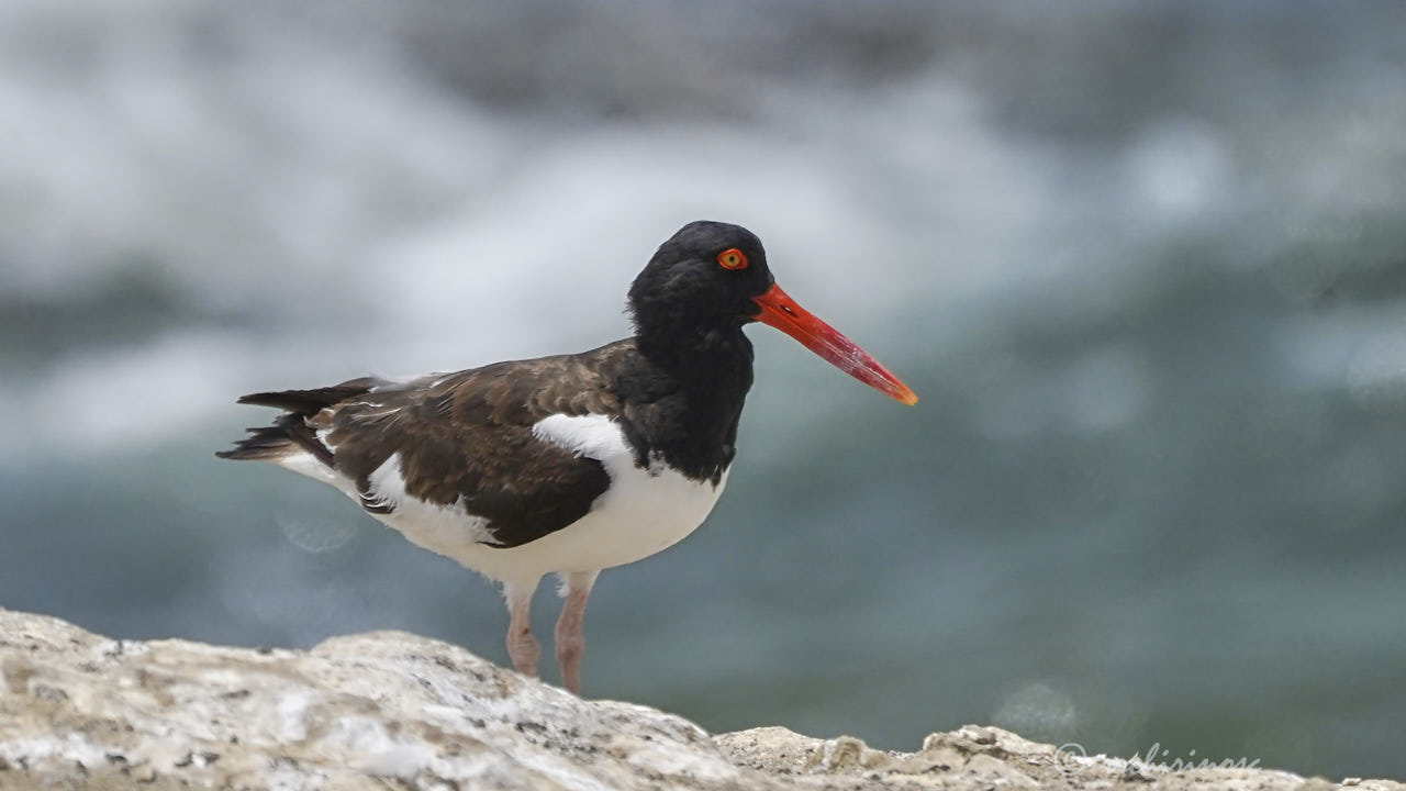 American oystercatcher