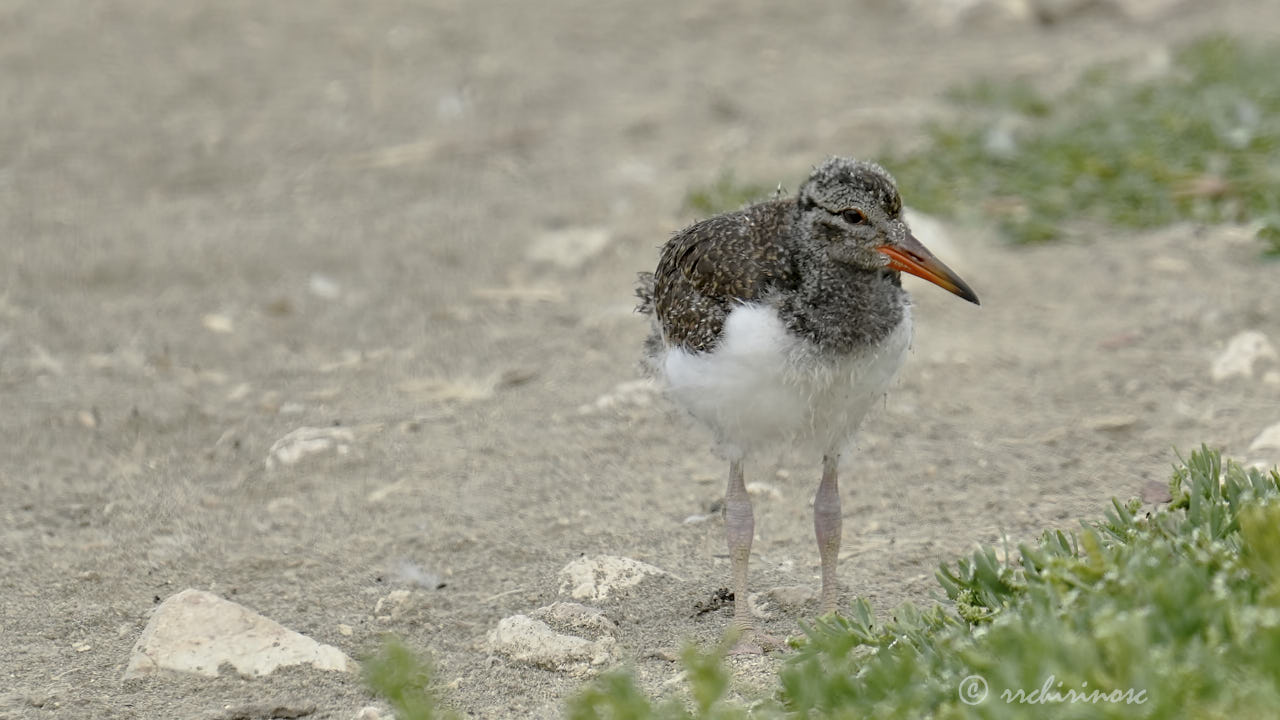 American oystercatcher