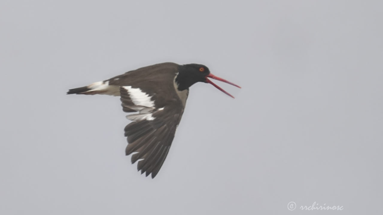 American oystercatcher