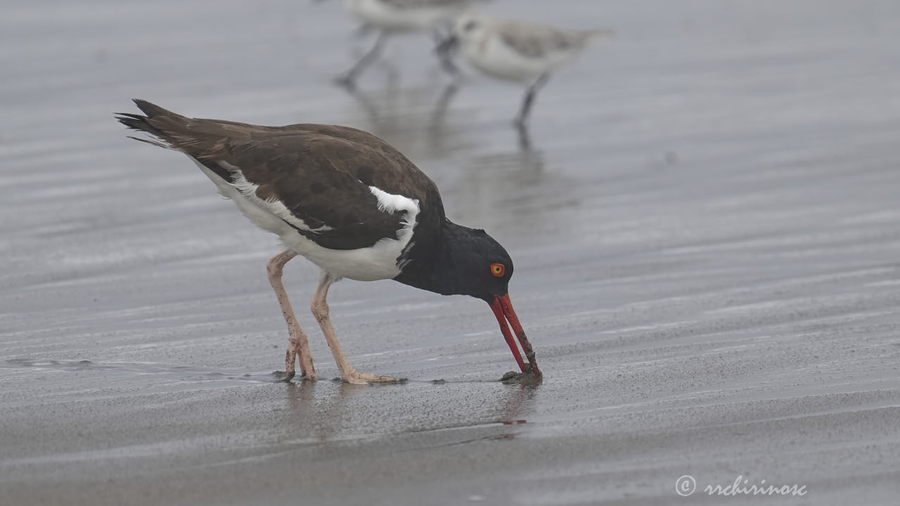 American oystercatcher