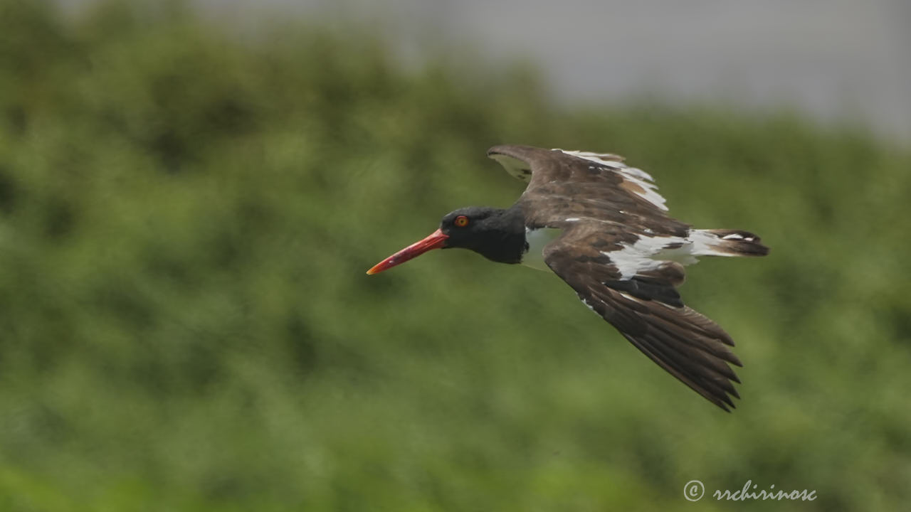 American oystercatcher