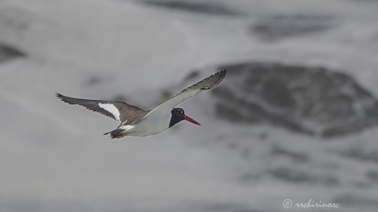 American oystercatcher