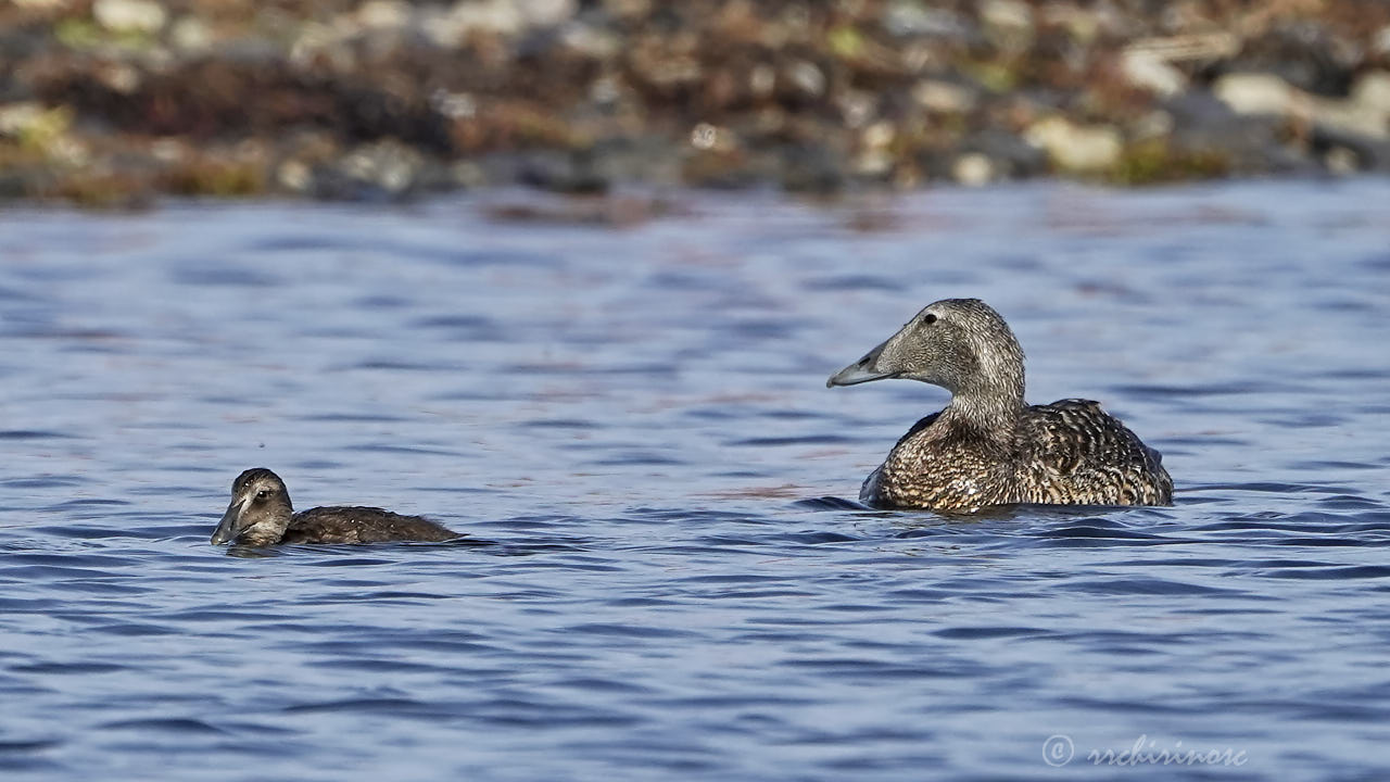 Common eider