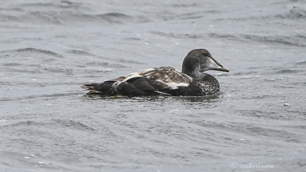 Common eider