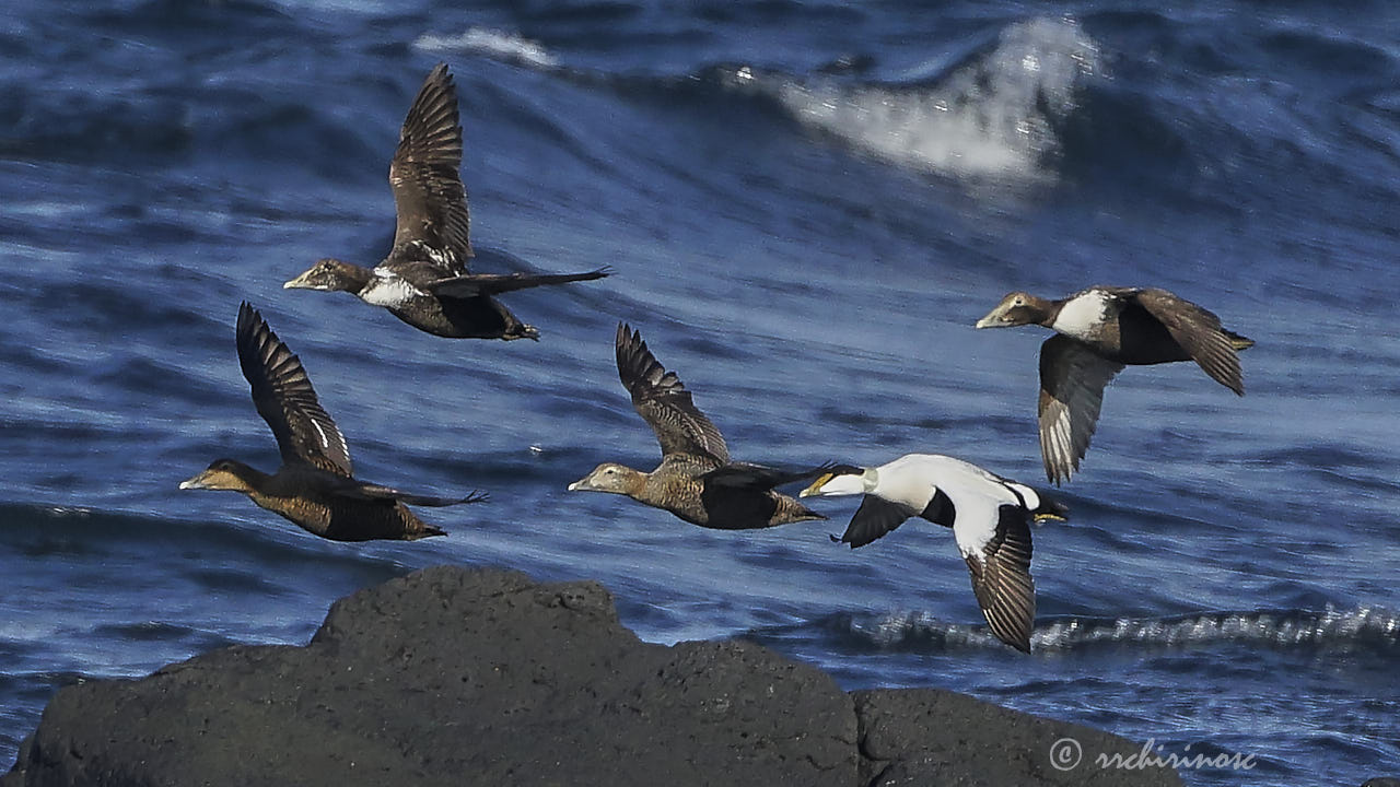 Common eider