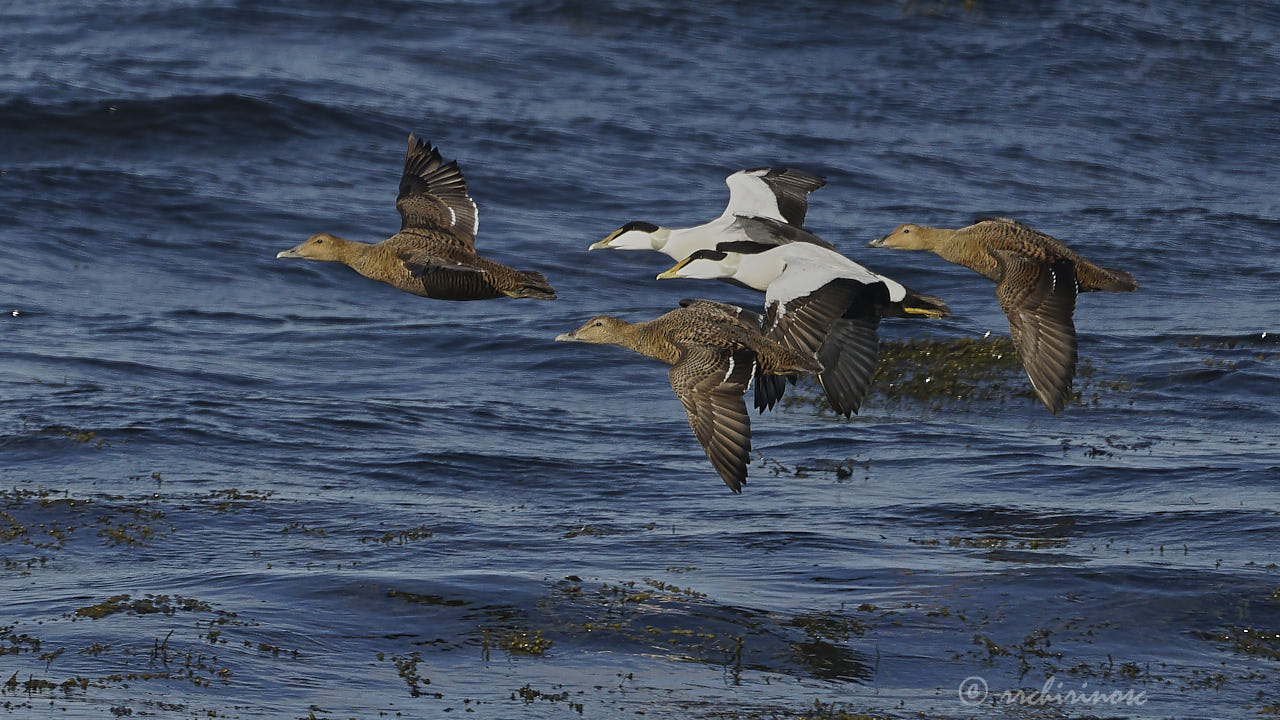 Common eider