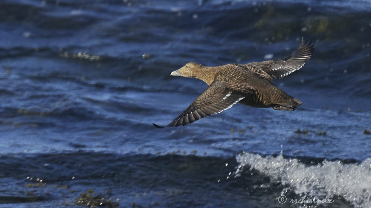 Common eider