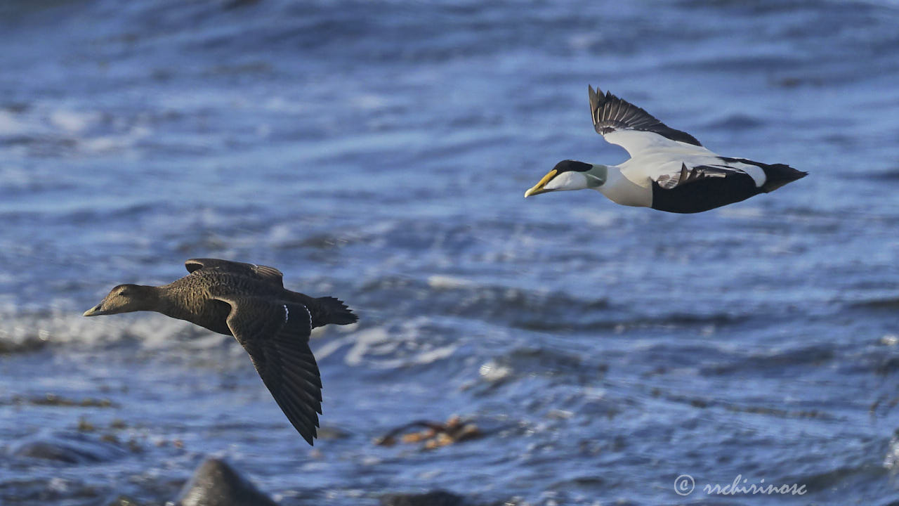 Common eider