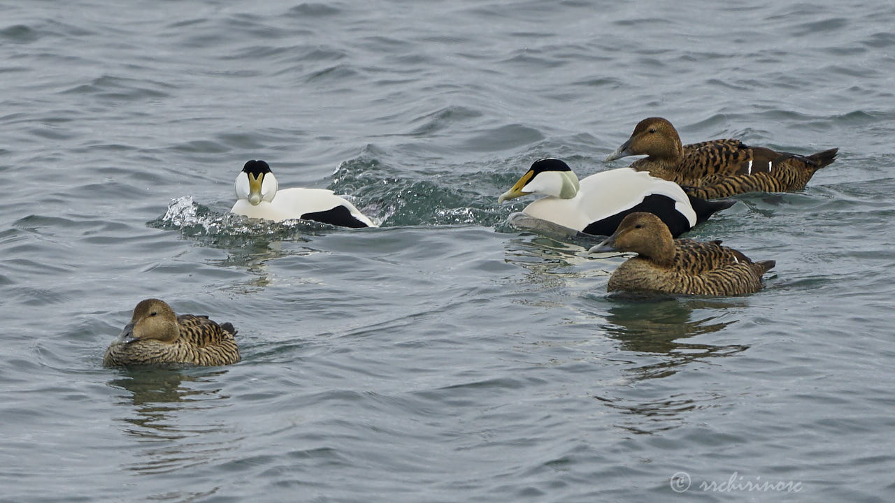 Common eider