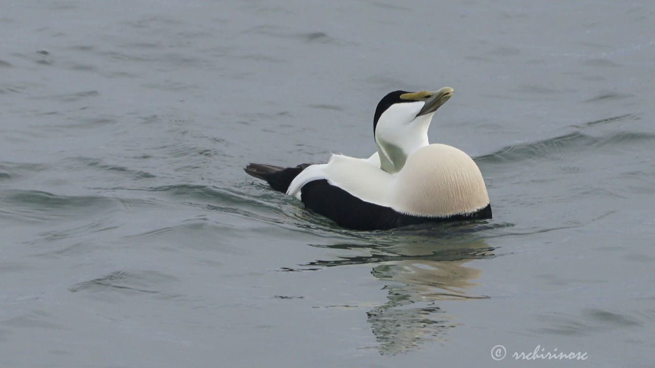 Common eider