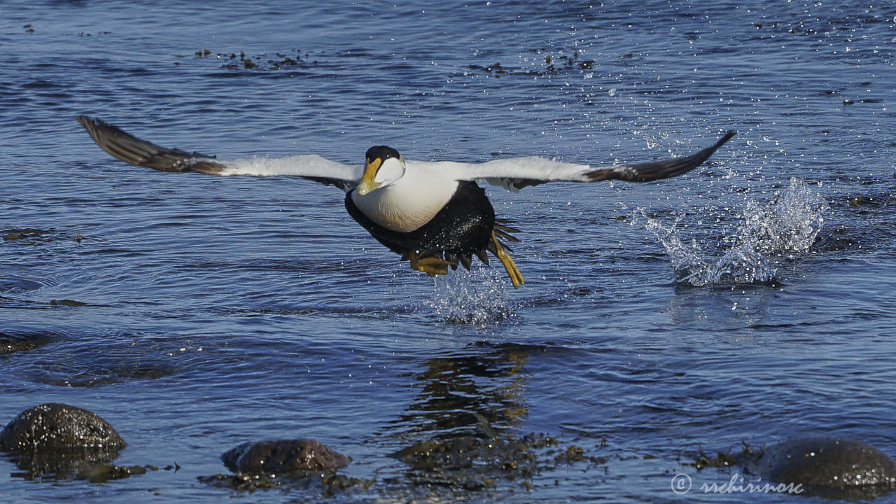 Common eider