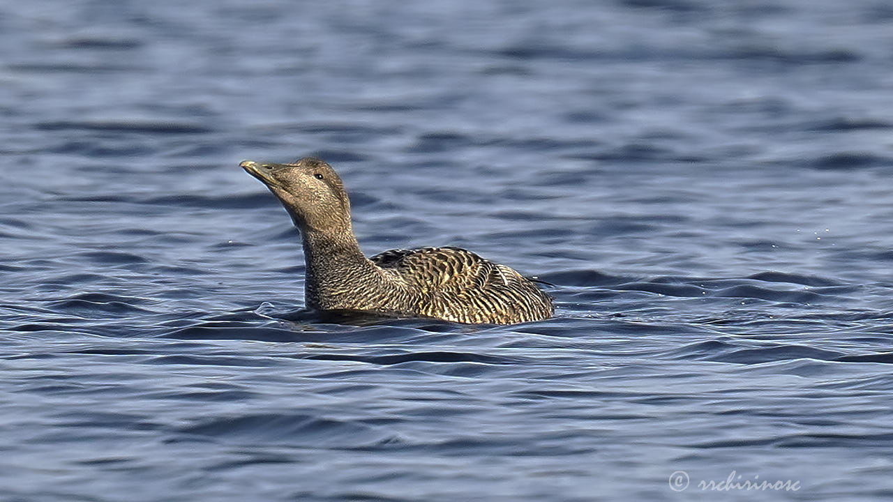 Common eider