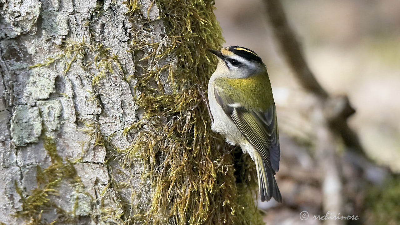 Common firecrest