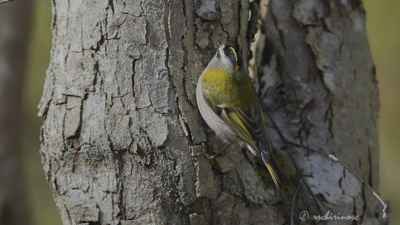 Common firecrest