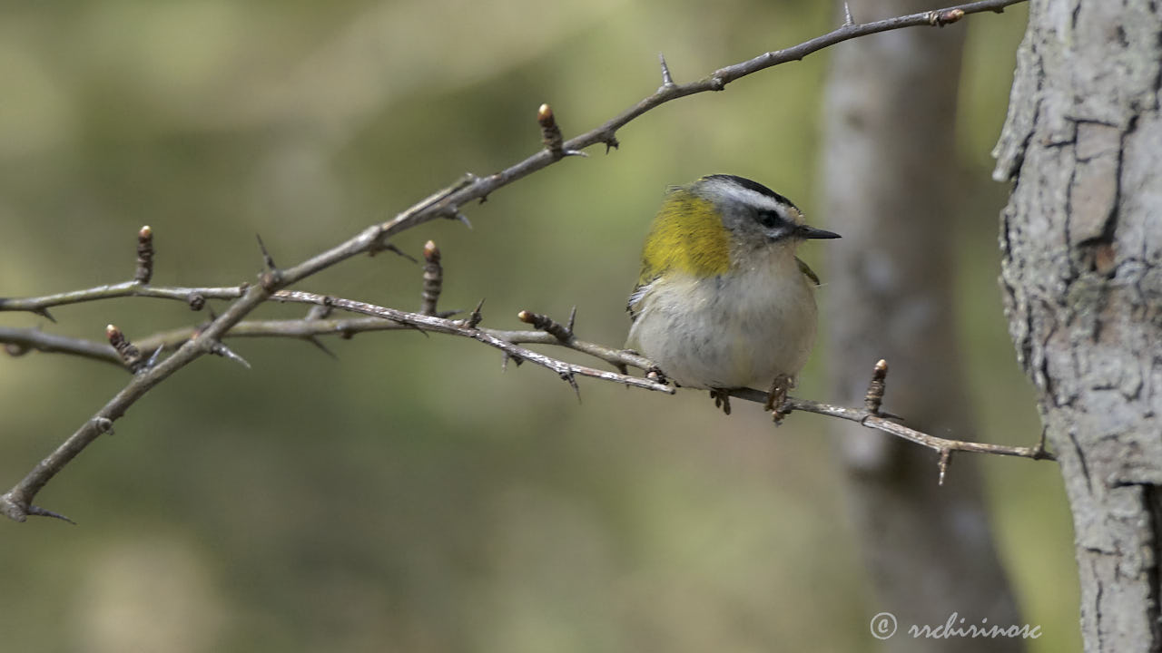 Common firecrest