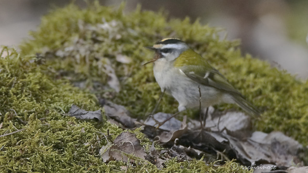 Common firecrest