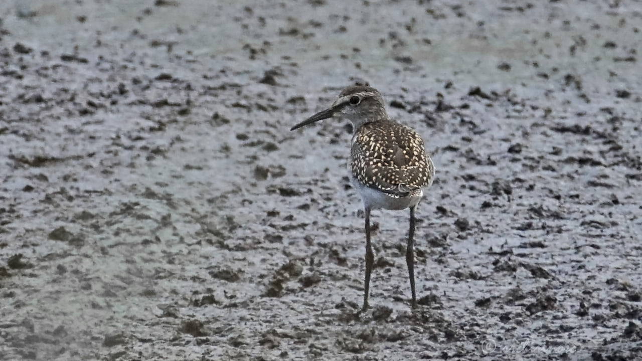 Common greenshank