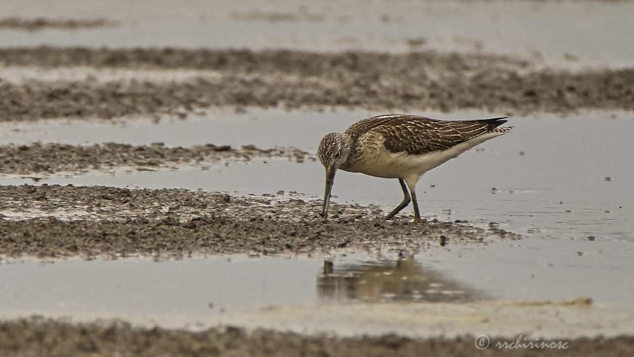 Common greenshank