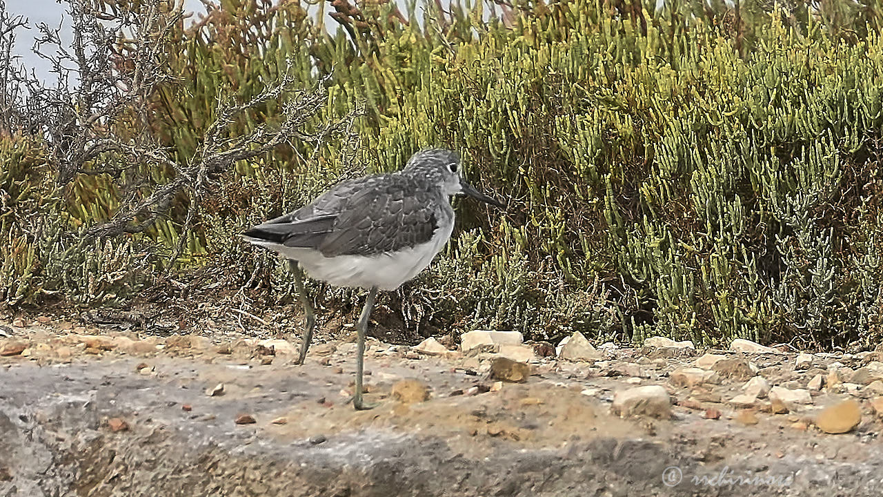 Common greenshank