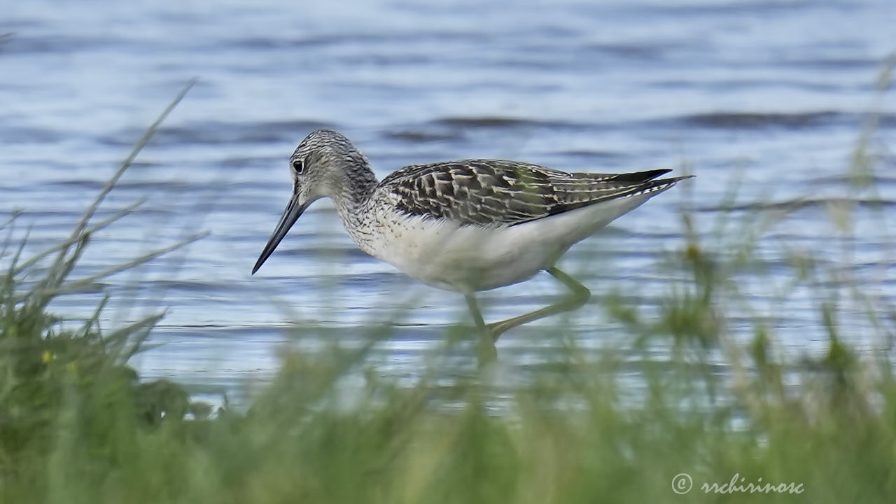 Common greenshank