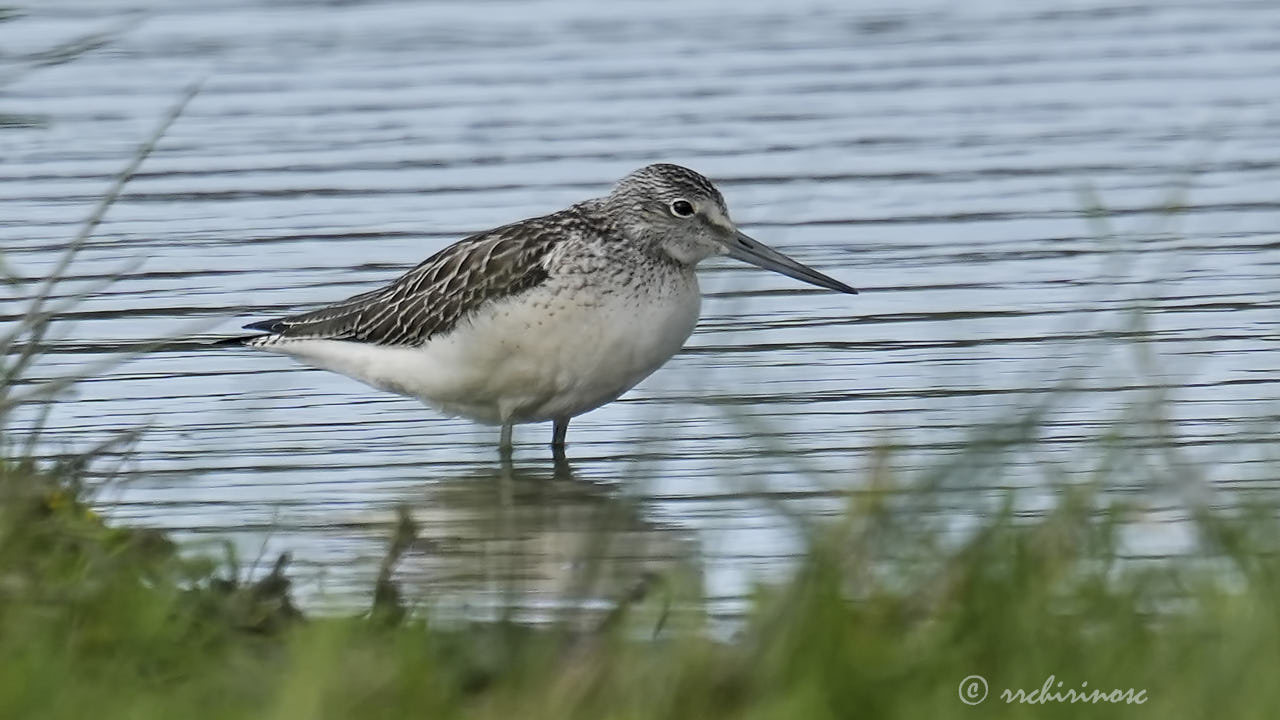 Common greenshank