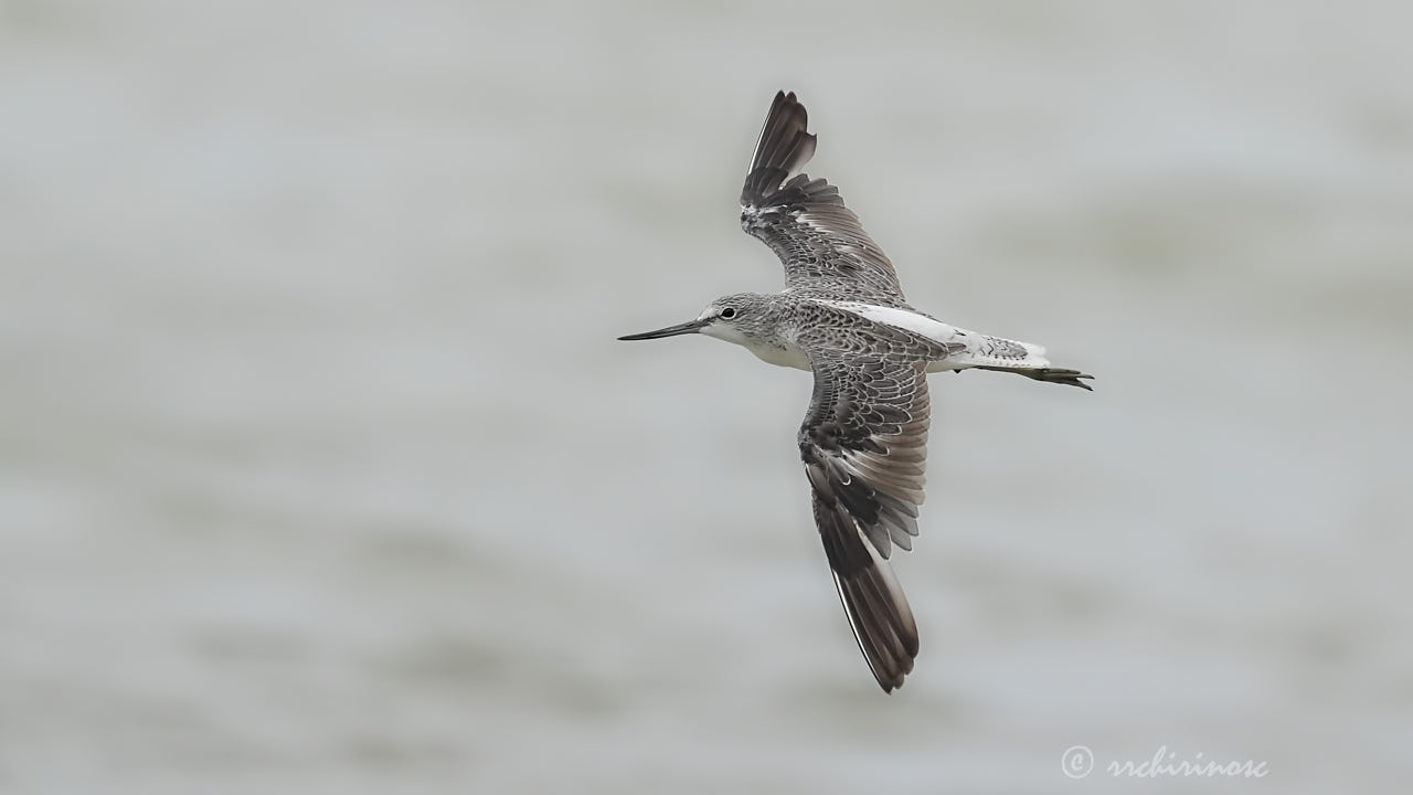 Common greenshank