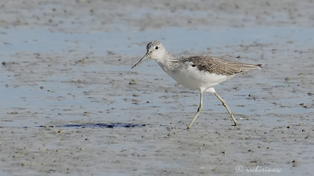 Common greenshank