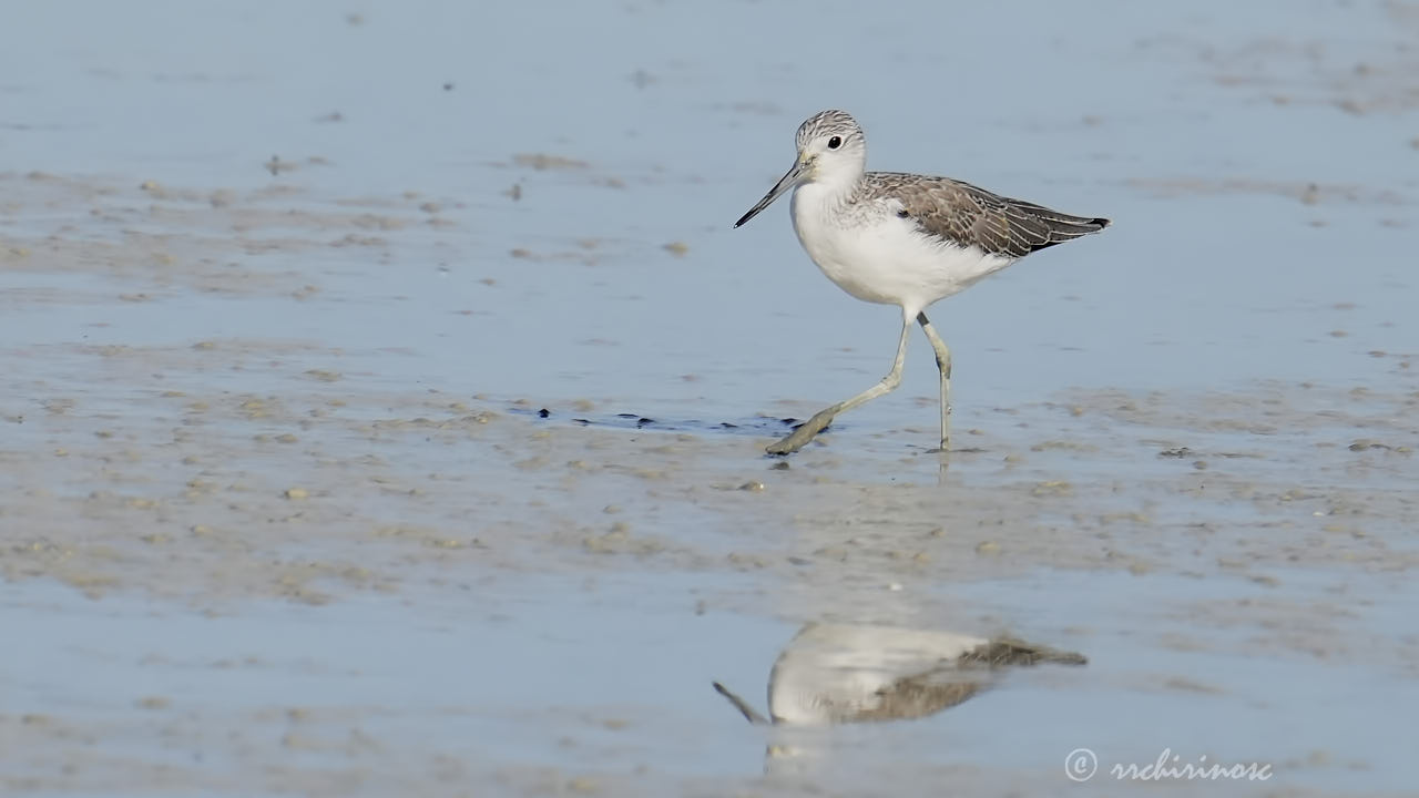 Common greenshank