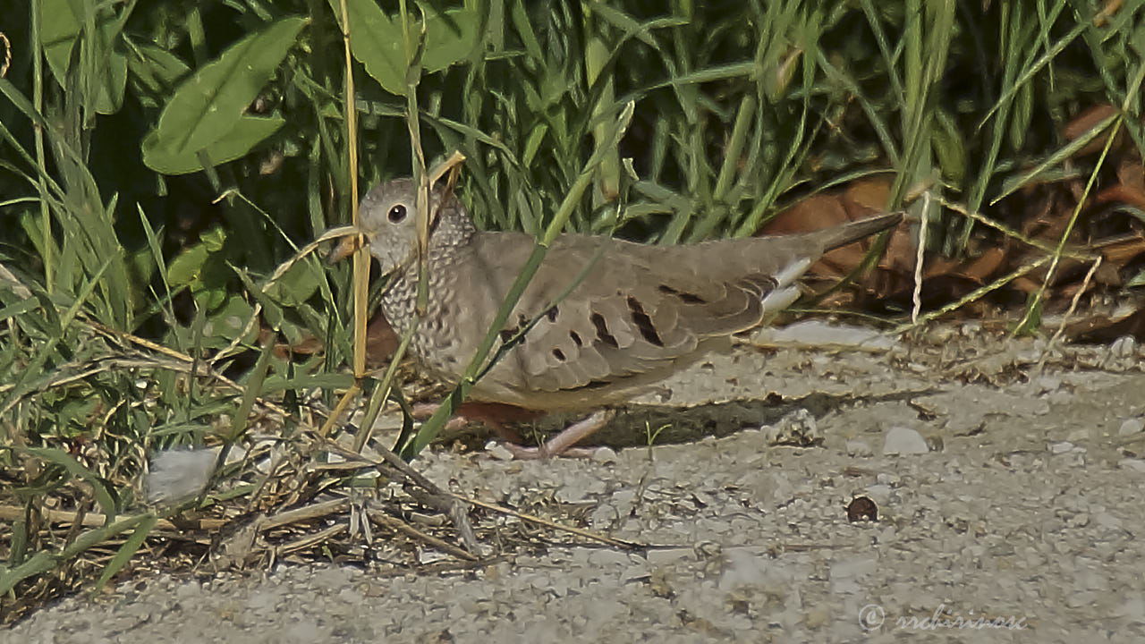 Common ground dove