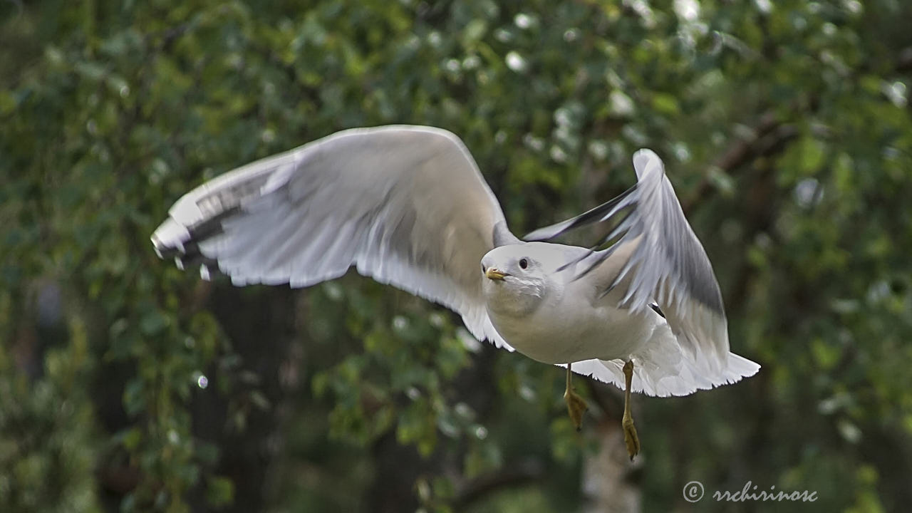 Mew gull