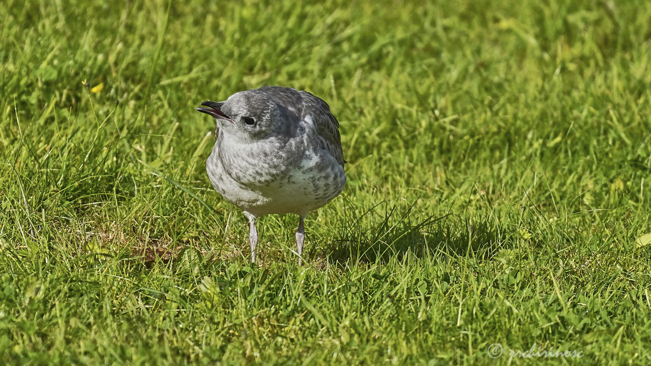 Mew gull