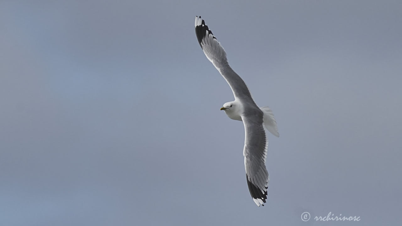 Mew gull