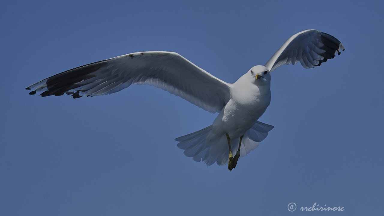 Mew gull