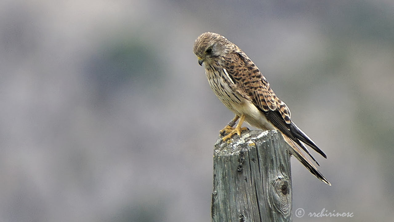 Eurasian kestrel