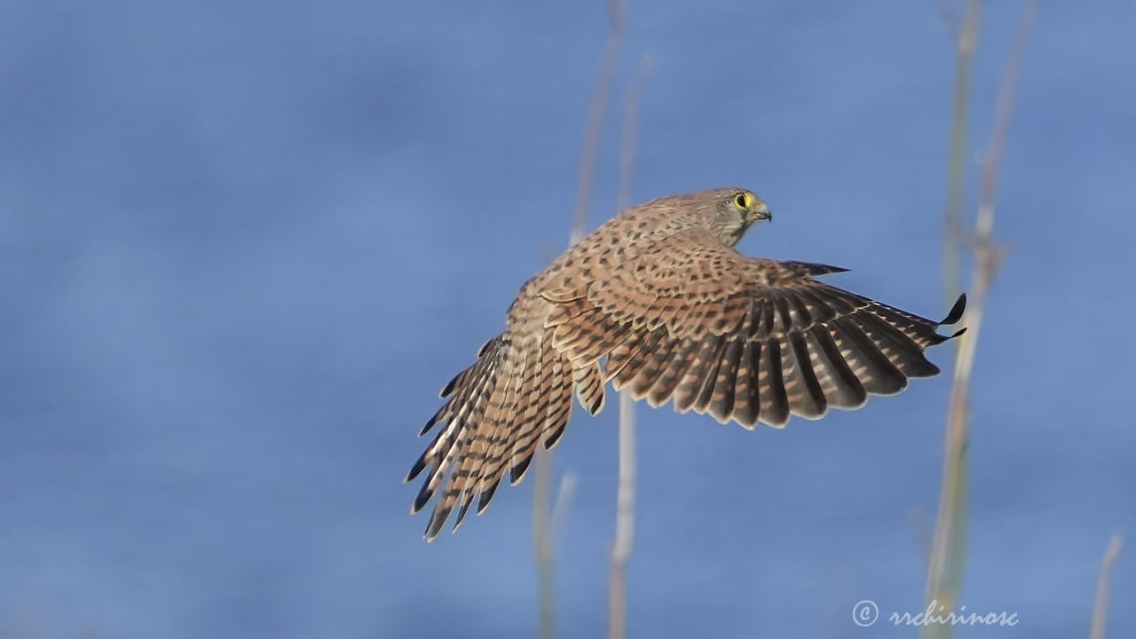 Eurasian kestrel