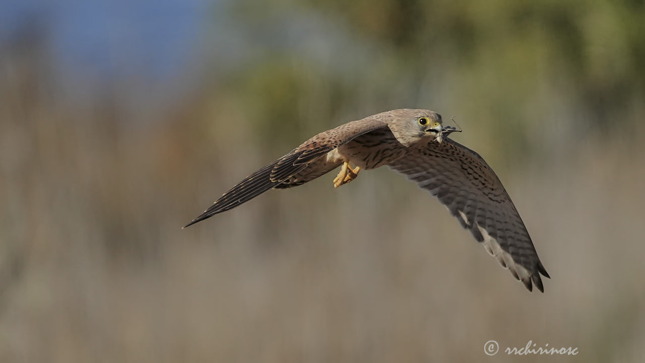 Eurasian kestrel