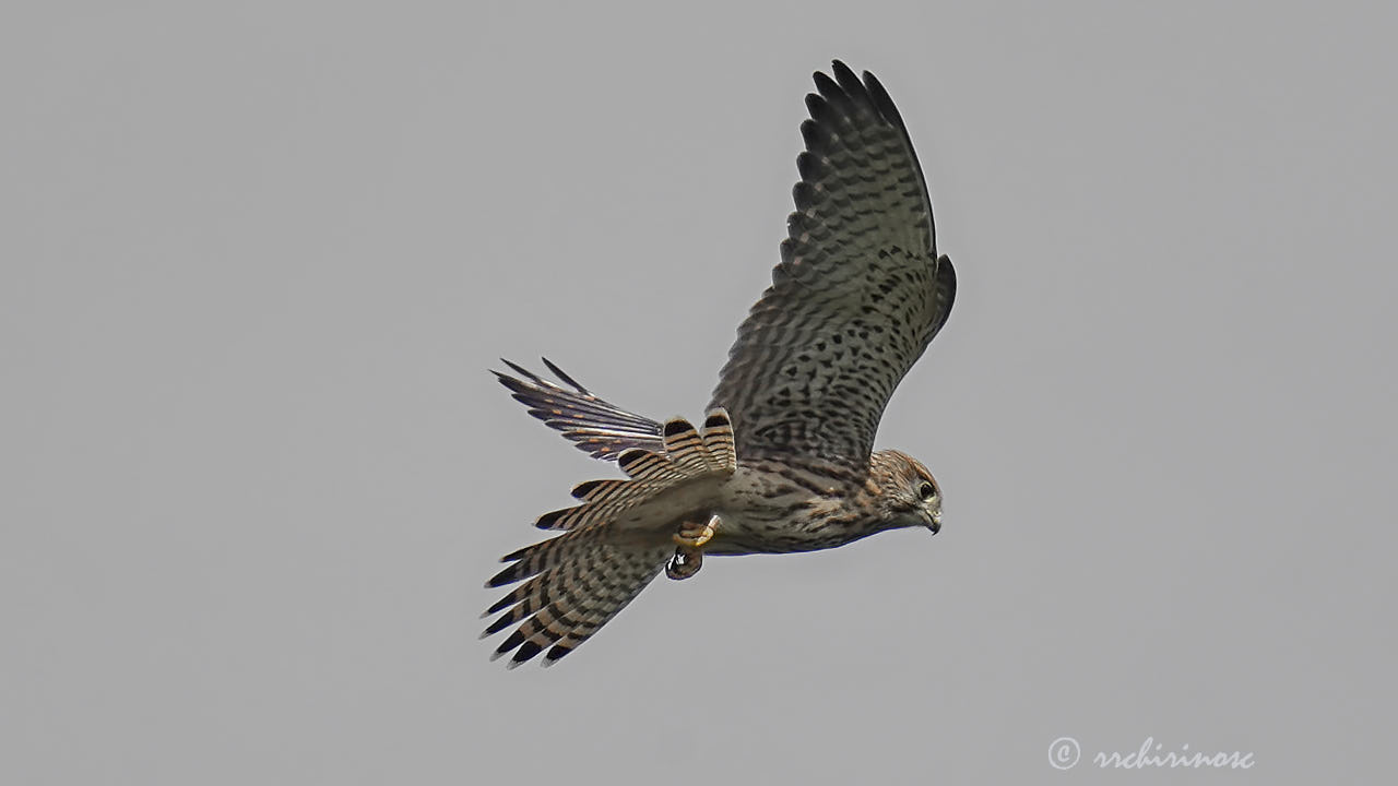 Eurasian kestrel