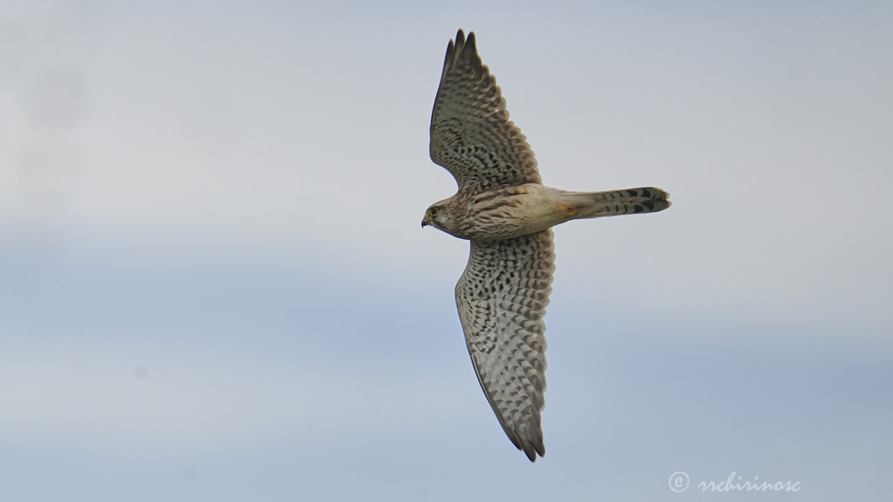 Eurasian kestrel