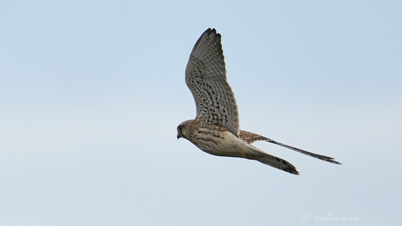 Eurasian kestrel