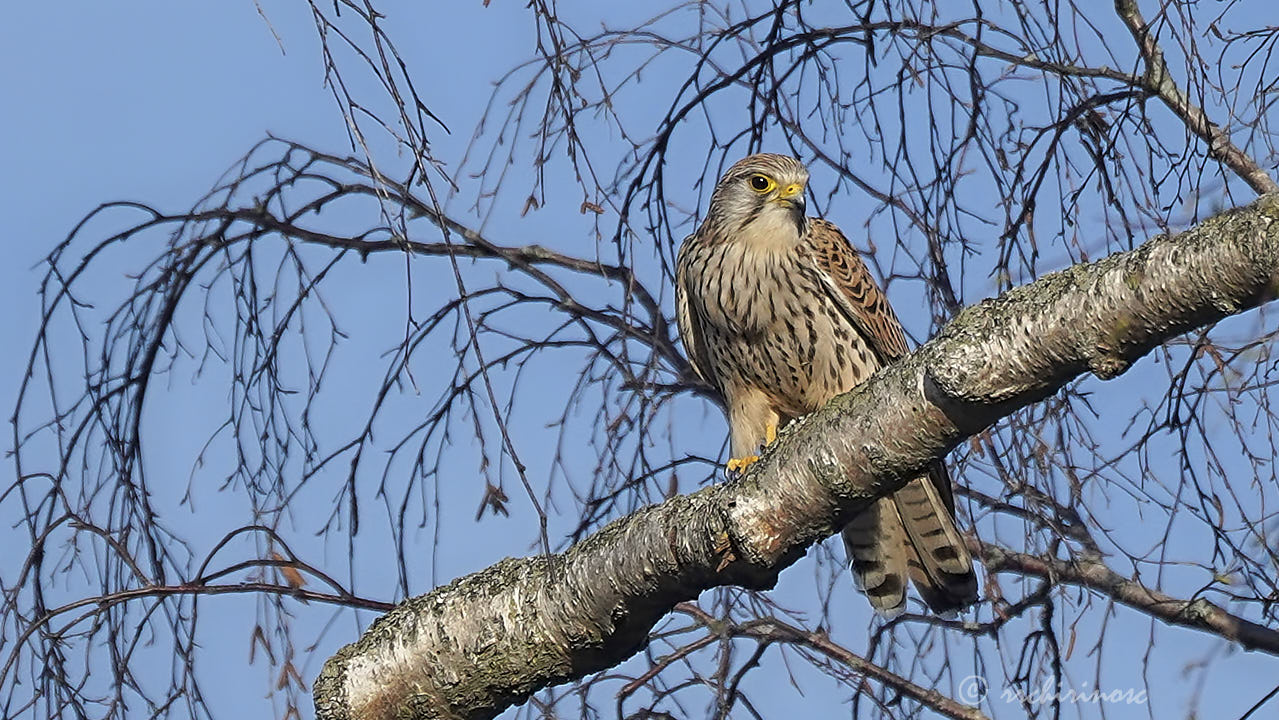 Eurasian kestrel