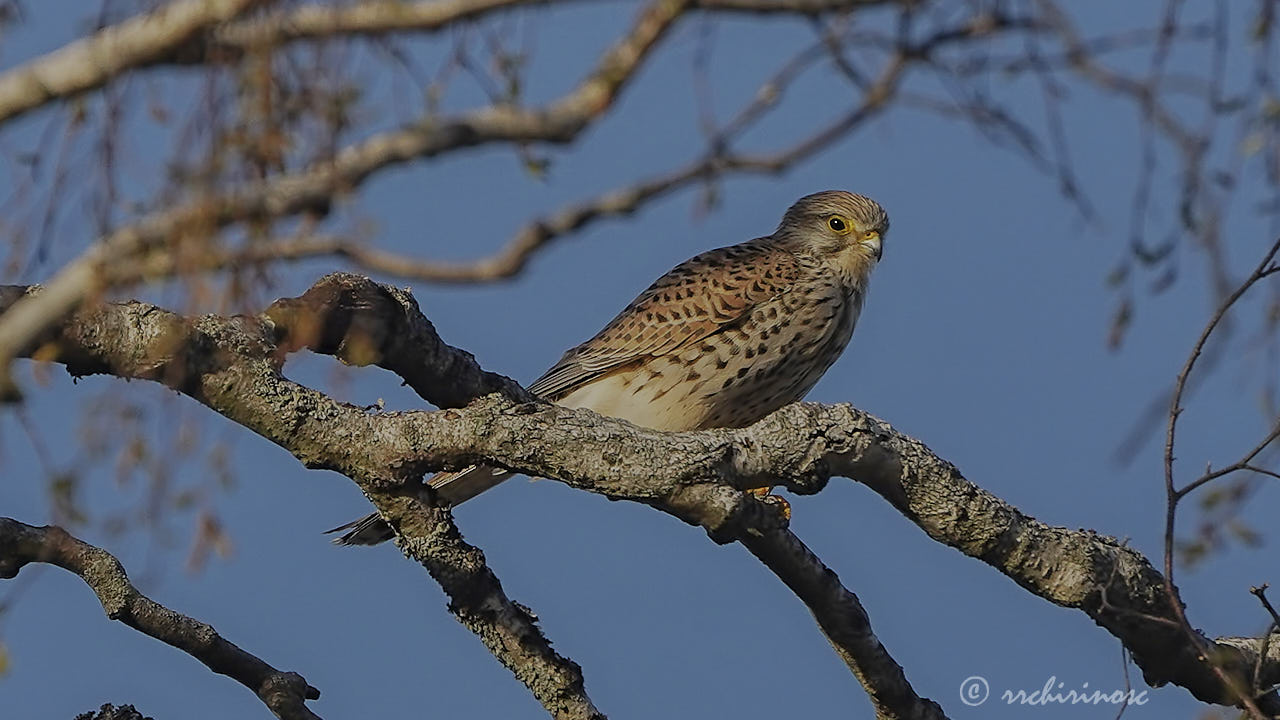 Eurasian kestrel